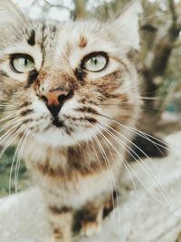 Close-up portrait of a cat