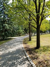 Footpath amidst trees in park
