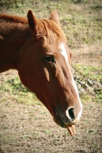 Funny brown horse