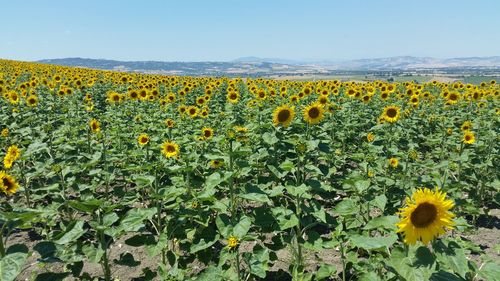 Sunflowers blooming on field against sky