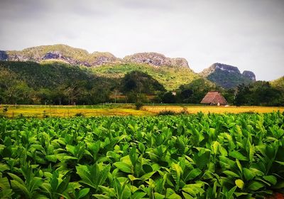 Scenic view of agricultural field against sky