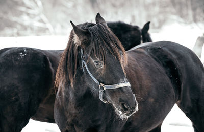 Close-up of a horse in ranch