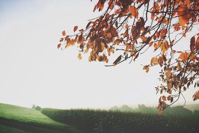 Trees on field against clear sky during autumn