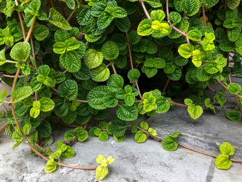 Close-up of plant