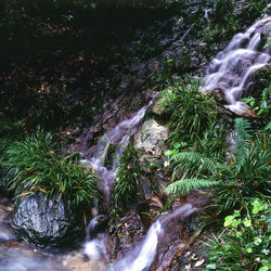 Scenic view of waterfall in forest