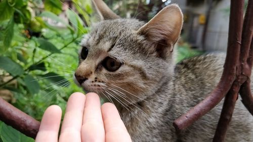 Close-up of hand holding cat