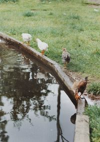 Bird perching on a lake