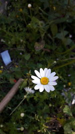 Close-up of white flower blooming outdoors