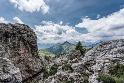 Small tree on the rocks in the dolomites, italy. 