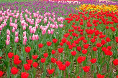 Close-up of red poppy flowers in field