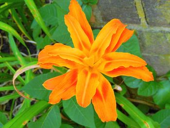 Close-up of yellow flower