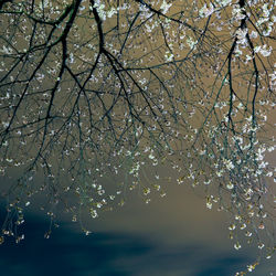 Low angle view of flower tree against sky