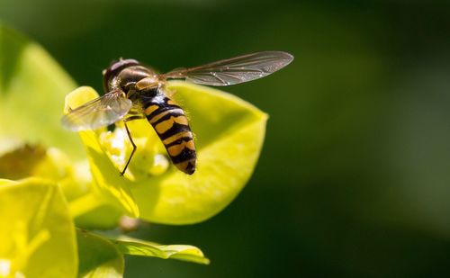 Close-up of hoverfly on yellow