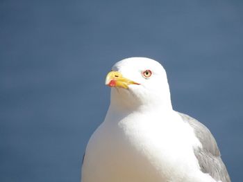 Close-up of seagull perching against sky