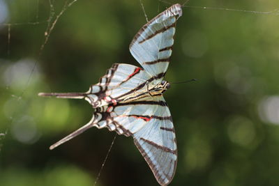 Close-up of butterfly perching on leaf