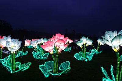 Close-up of flowers blooming against sky at night