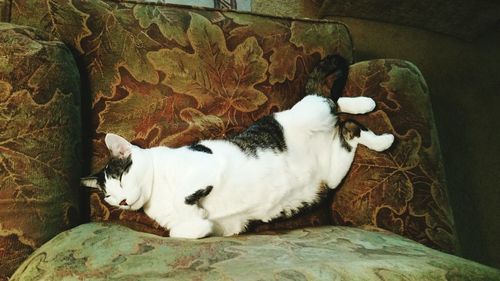 Cat resting on white surface