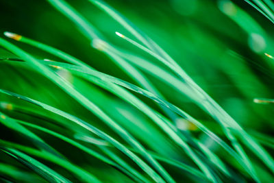 Full frame shot of dew drops on grass