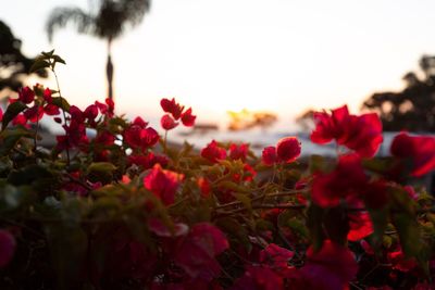 Close-up of red flowering plants against sky