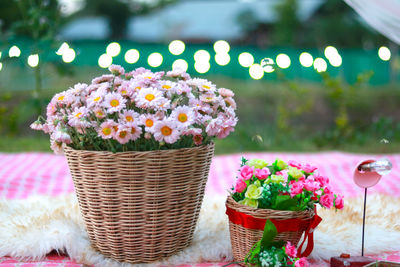 Close-up of potted plants in basket on table