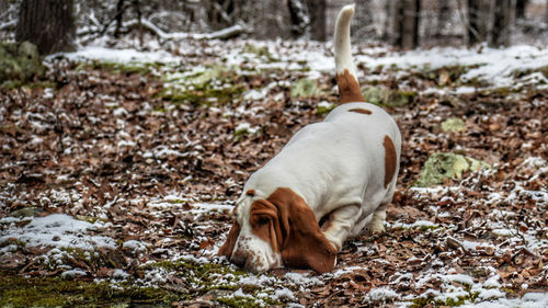 Dog on land