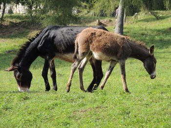 Side view of two horses on field