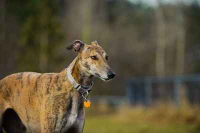 Greyhound standing on field in park