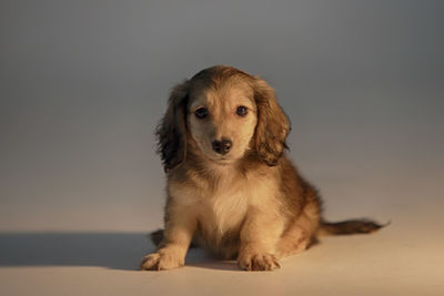 Portrait of puppy sitting against gray background