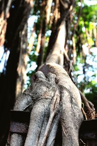 Close-up of elephant sculpture on tree stump in forest