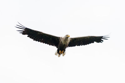 Low angle view of eagle flying against clear sky