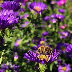 Close-up of bee pollinating on purple flower