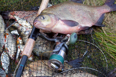 High angle view of fish