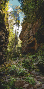 Trees growing in forest