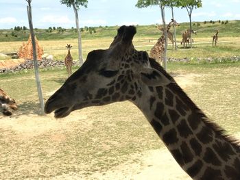 Close-up of giraffe on field against sky