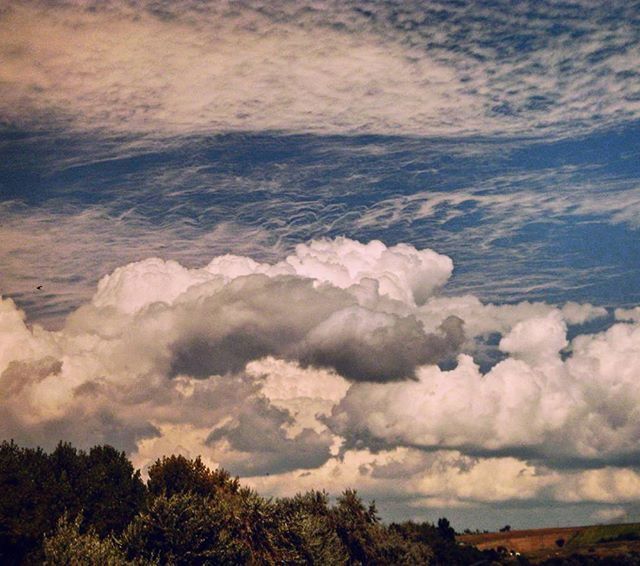 sky, cloud - sky, beauty in nature, cloudy, scenics, nature, tranquil scene, tranquility, cloud, landscape, weather, overcast, outdoors, field, cloudscape, low angle view, idyllic, flower, day, tree