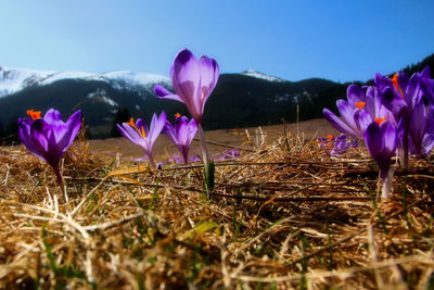 Close-up of purple crocus blooming on field against sky