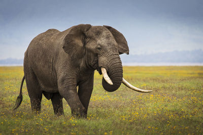 Close-up of elephant on field