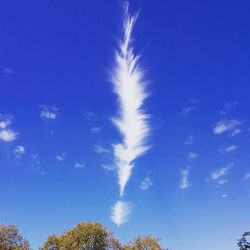 Low angle view of trees against blue sky