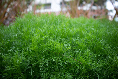 Close-up of grass in field