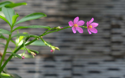 Close-up of pink flowering plant