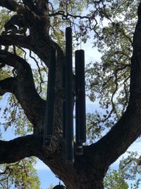 Low angle view of trees against sky