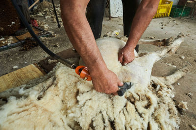 Crop male shearer using electric machine and shearing fluffy merino sheep in barn in countryside