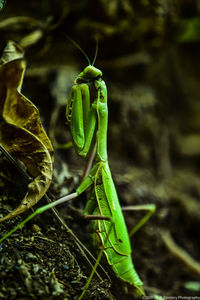 Close-up of insect on leaf