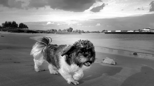 Dog sitting on shore against sky