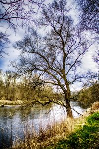 Scenic view of river with trees in background