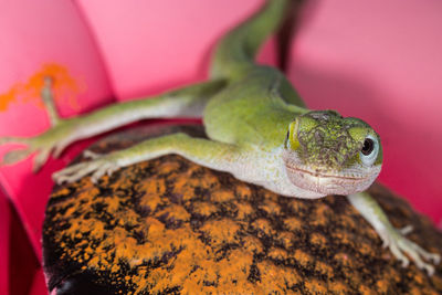 Close-up of lizard