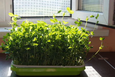 Close-up of potted plant on table