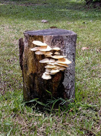 Close-up of mushrooms on log on field