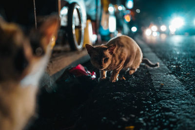 Close-up of cat