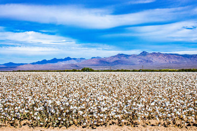 Scenic view of agricultural field against sky